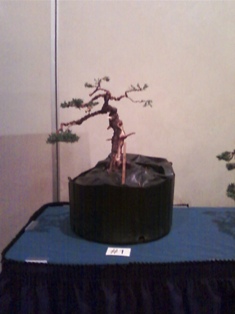 J Roth bonsai GSBS member collection 2010